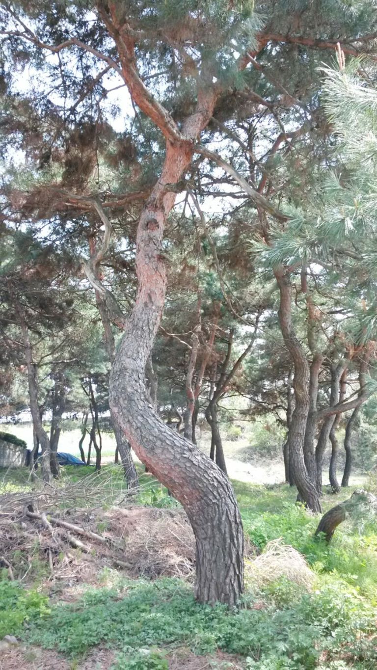 조경용 소나무
