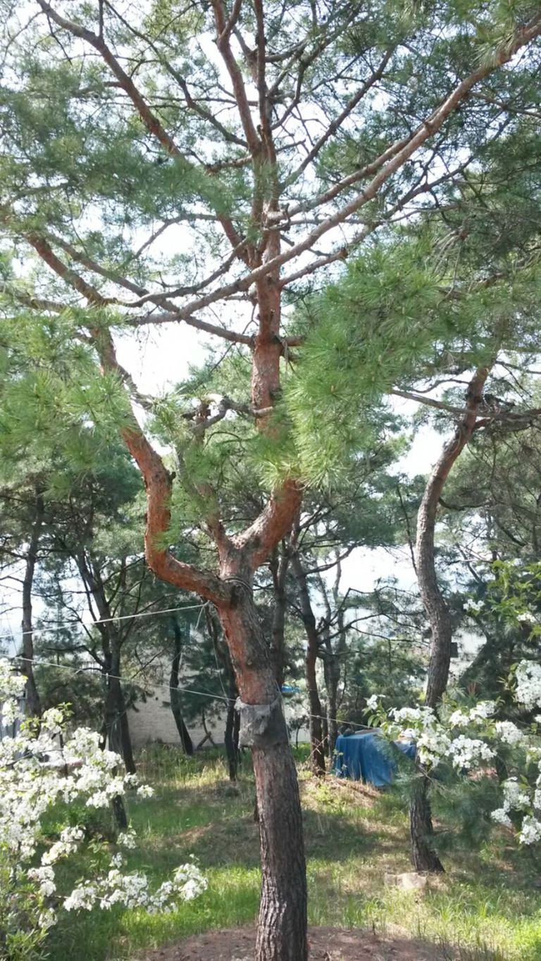 조경용 소나무