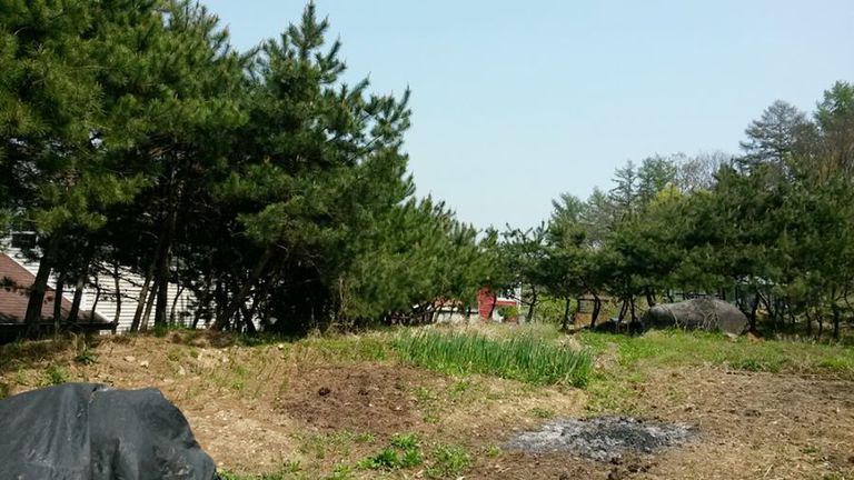 조경용 소나무