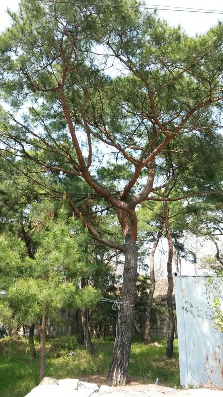 조경용 소나무